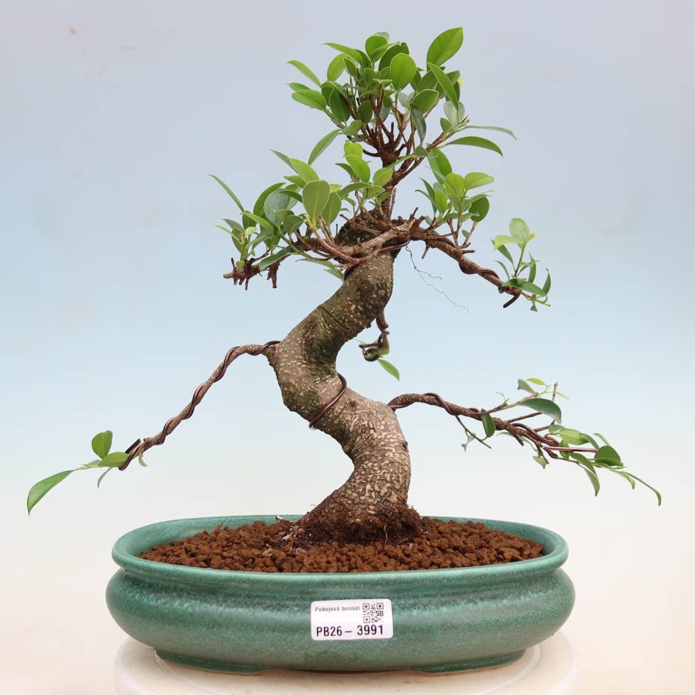 Izbové bonsaje - Ficus kimmen - drobnolistý fikus
