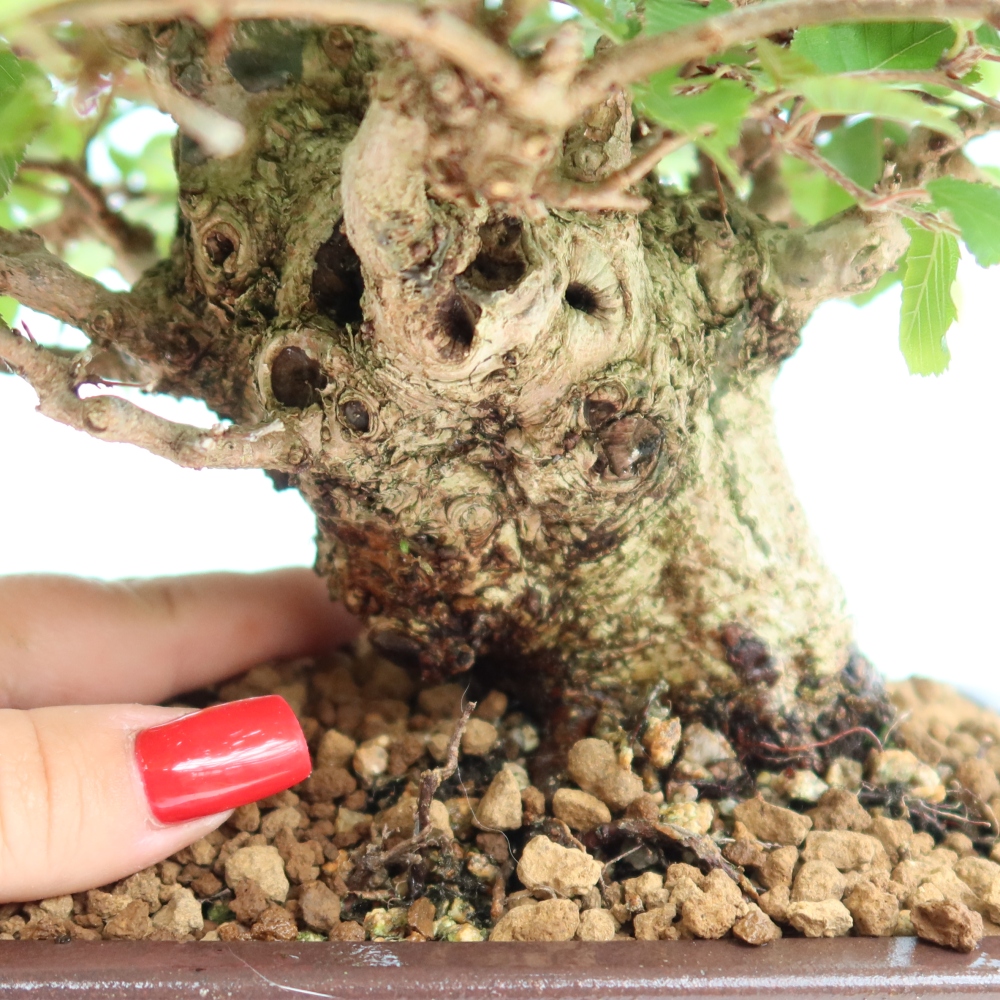 Vonkajší bonsaj -Carpinus coreana - Hrab kórejský