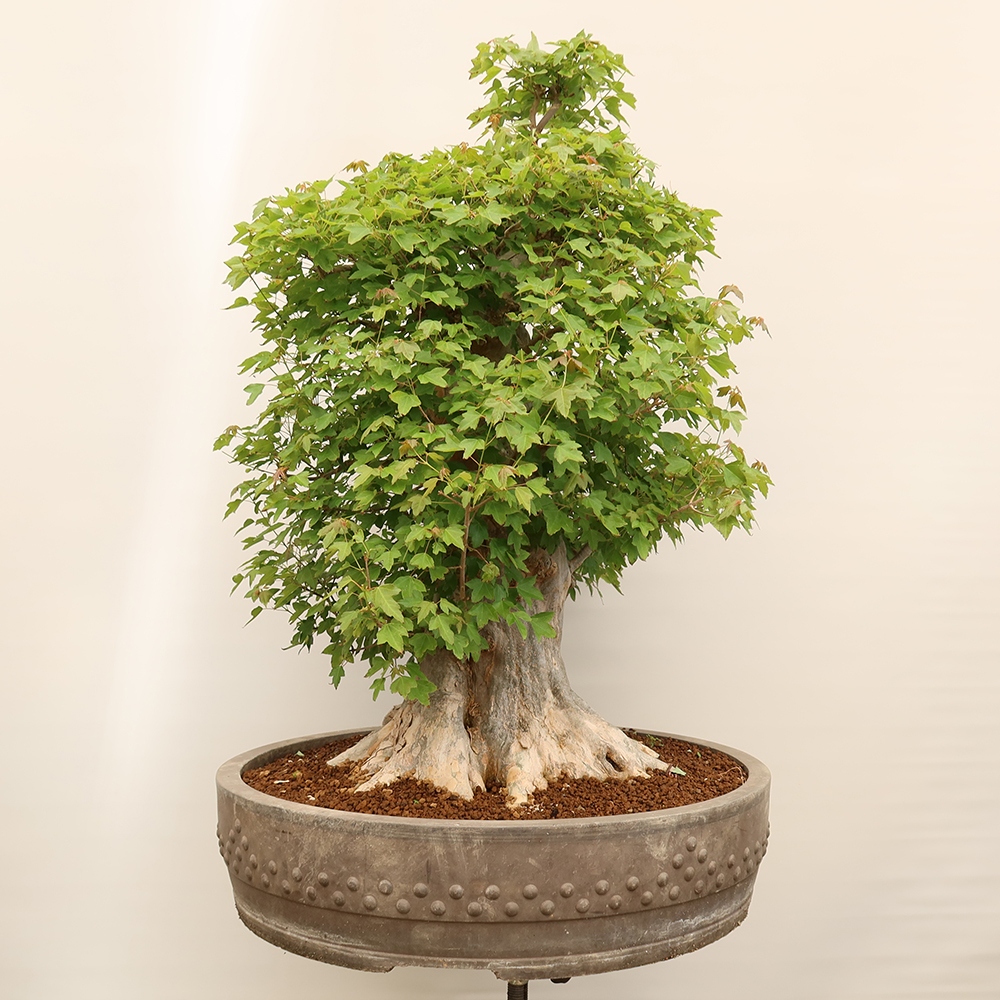Vonkajšie bonsaje - Javor Burger - Acer Burgerianum
