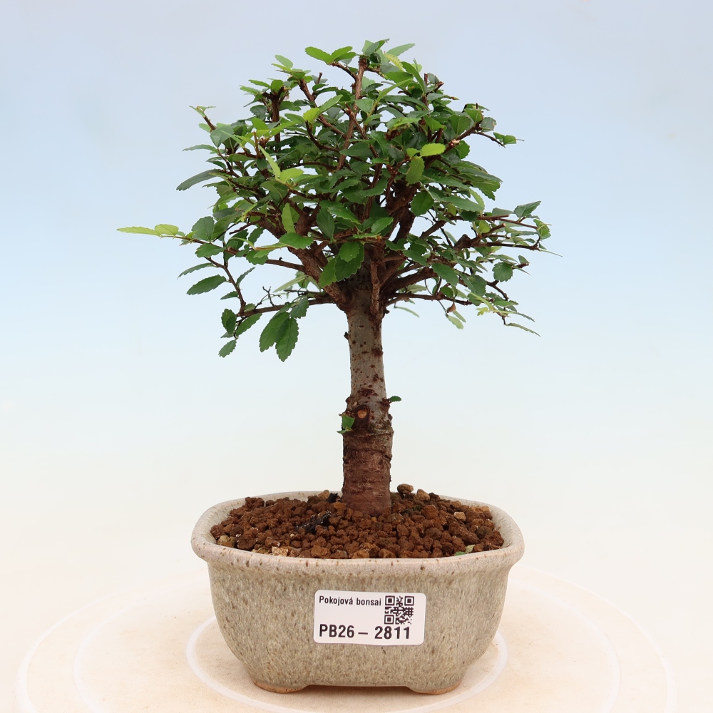 Izbový bonsaj - Ulmus parvifolia - brest malolistý