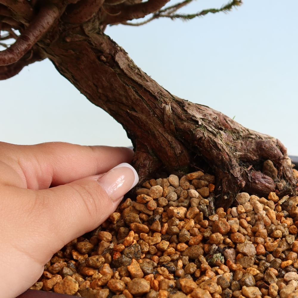Vonkajšie bonsaje – Cryptomeria – kryptomérie