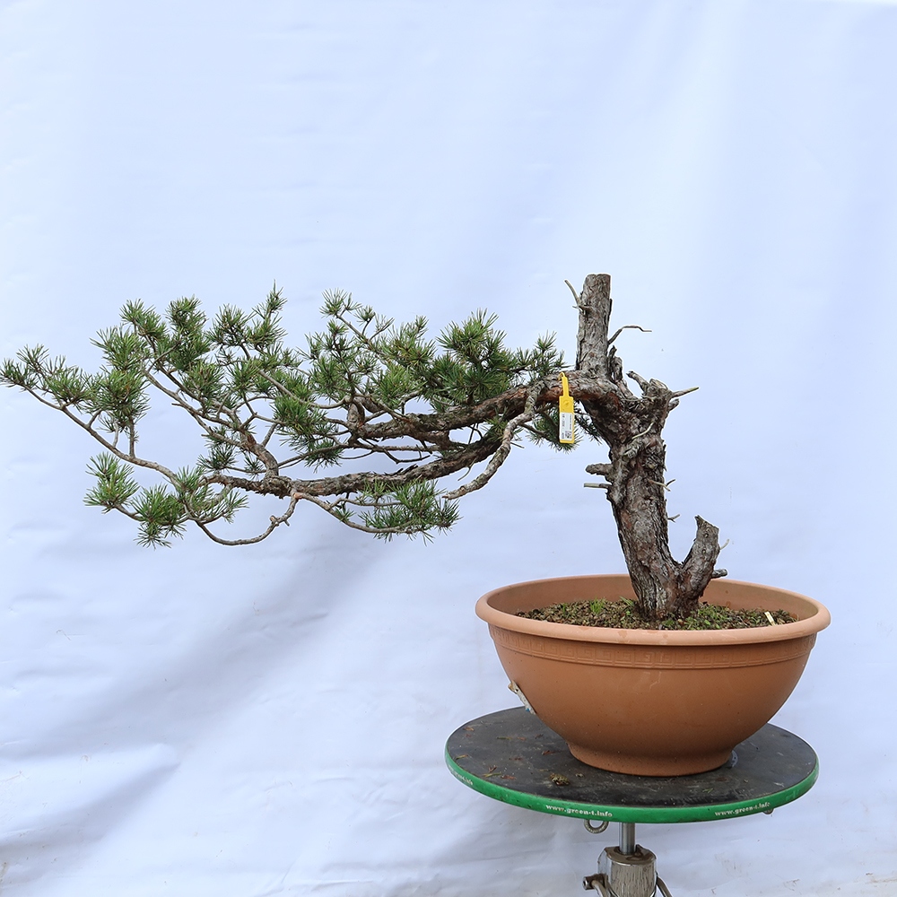 Pinus sylvestris Španielsko – borovica lesná