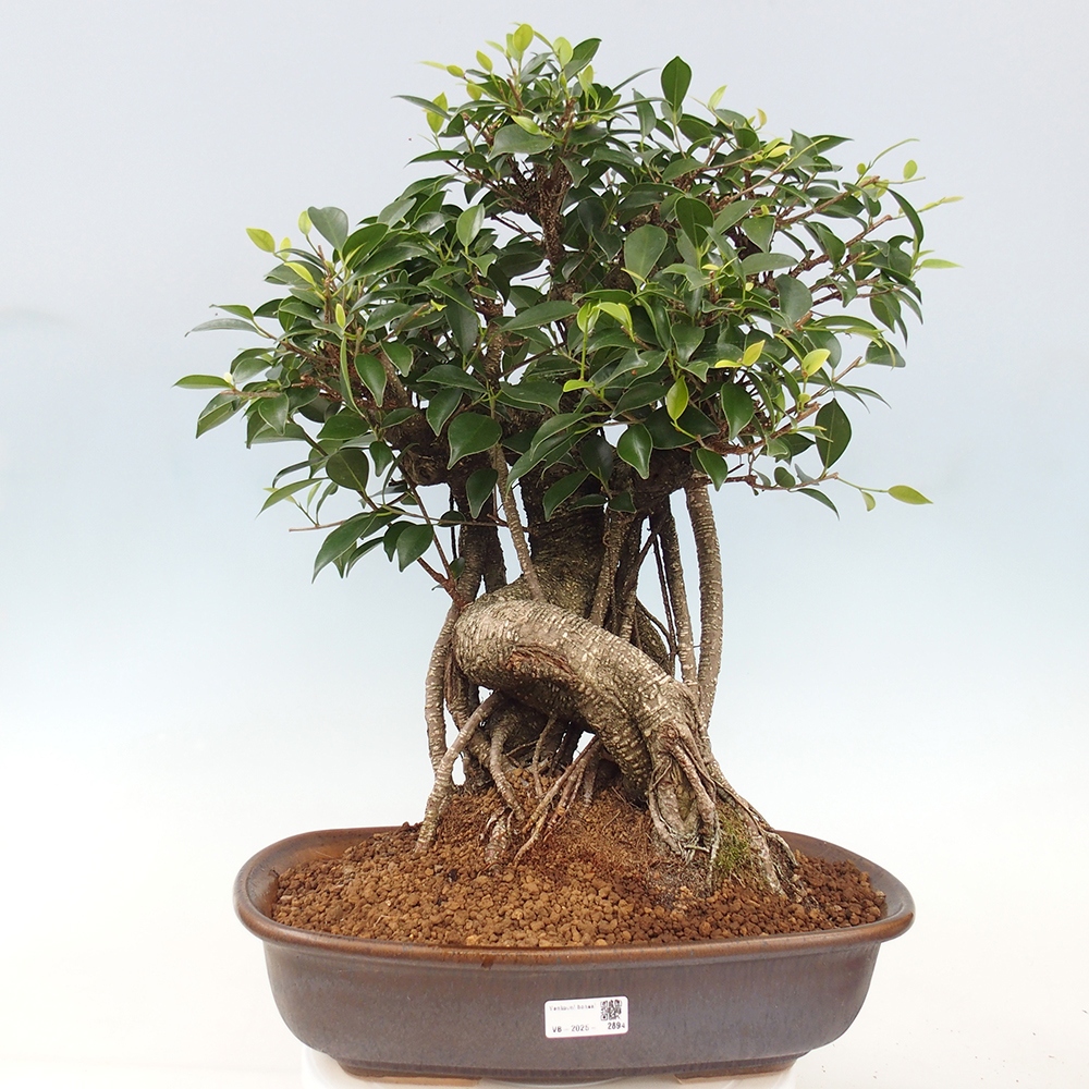 Izbový bonsaj - Ficus kimmen - drobnolistý fikus - len osobný odber alebo preprava na paletách