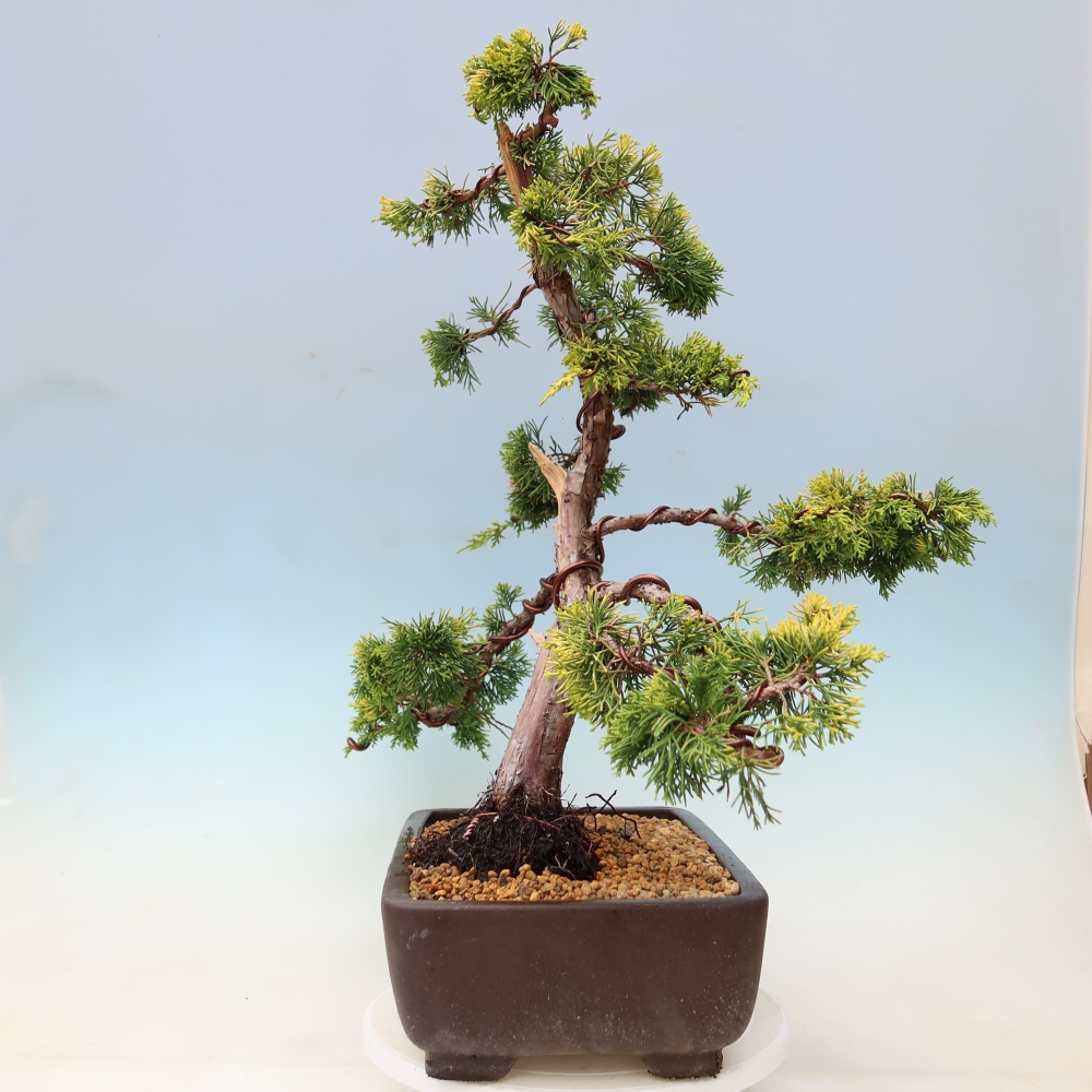 Vonkajší bonsai – Juniperus chinensis  aurea – čínsky zlatý jalovec