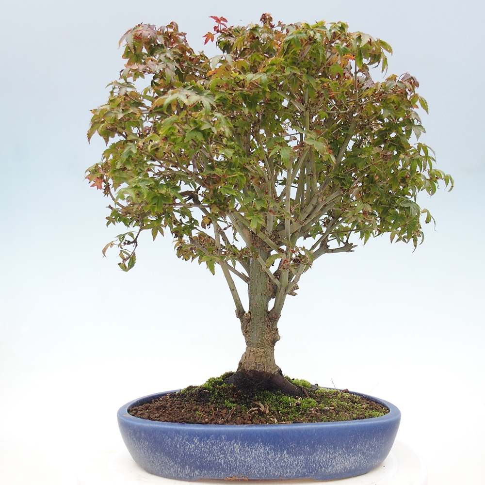 Acer palmatum KIOHIME - Javor palmetový