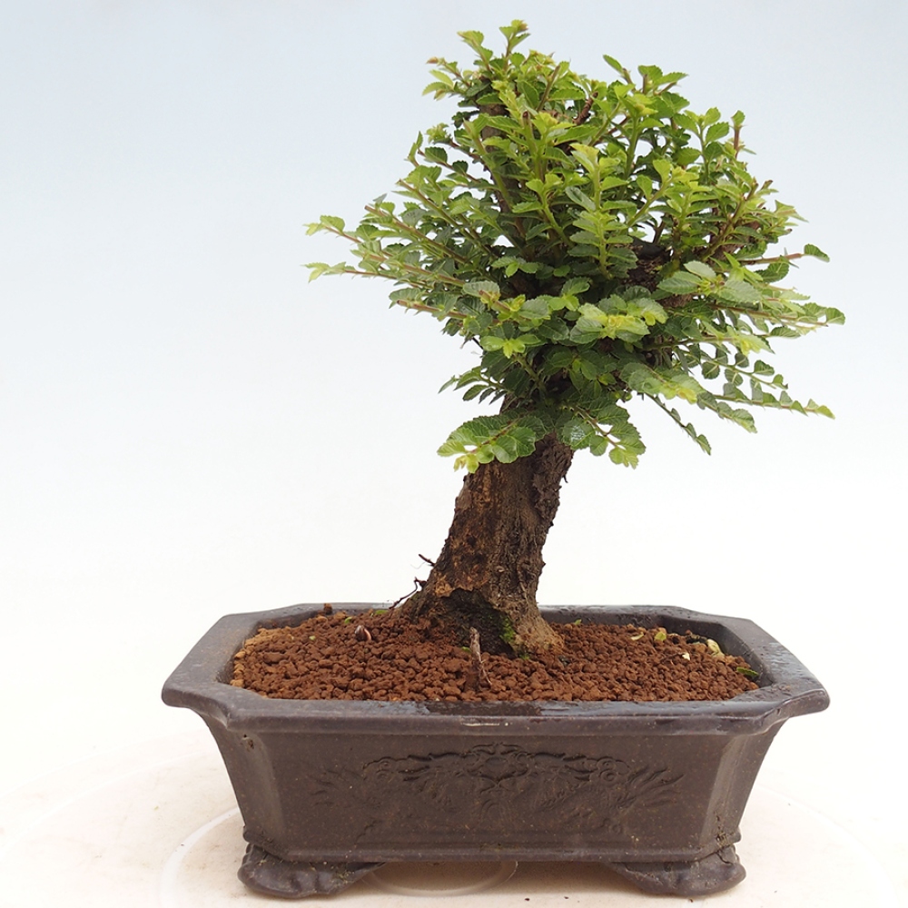 Vonkajší bonsai - Ulmus parvifolia Hokkaido - brest Činski