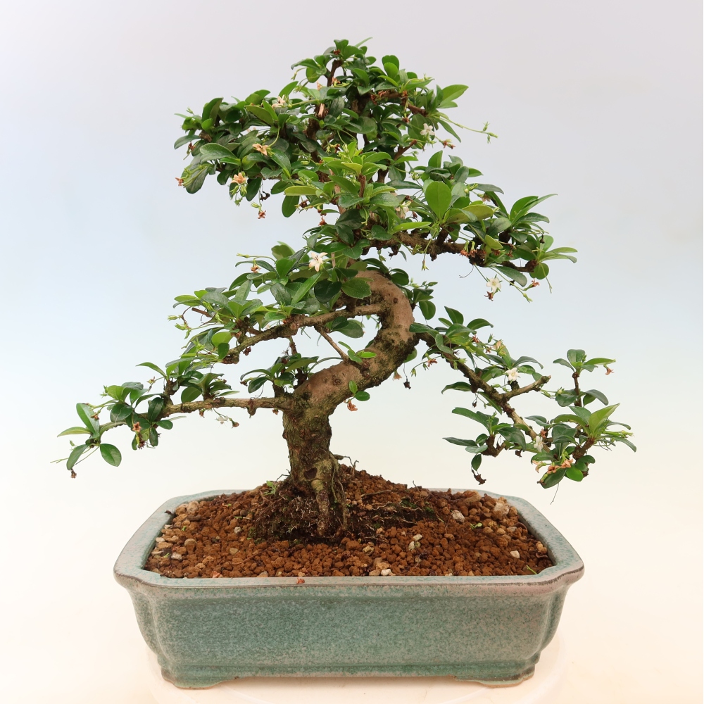 Izbové bonsaje - Carmona macrophylla - Tea fuki