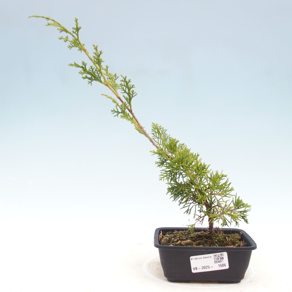 Vonkajší bonsai - Juniperus chinensis Itoigawa -Jalovec čínsky
