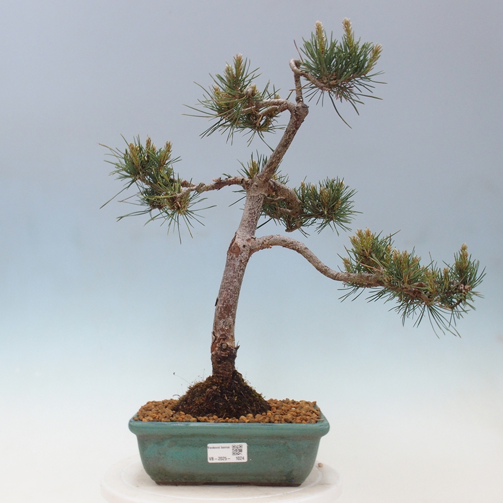 Vonkajšie bonsai - Pinus Sylvestris - Borovica lesná