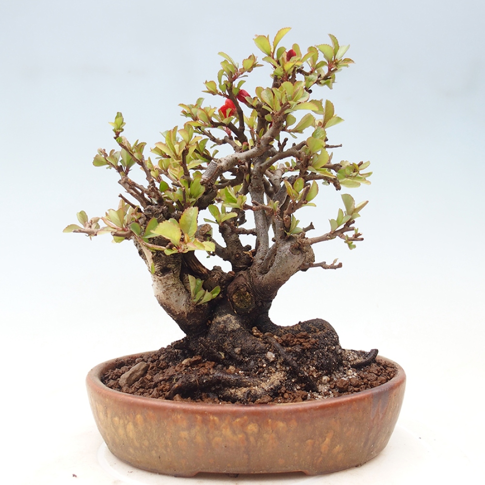 Vonkajšie bonsaje - Chaneomeles speciosa - Kdoule