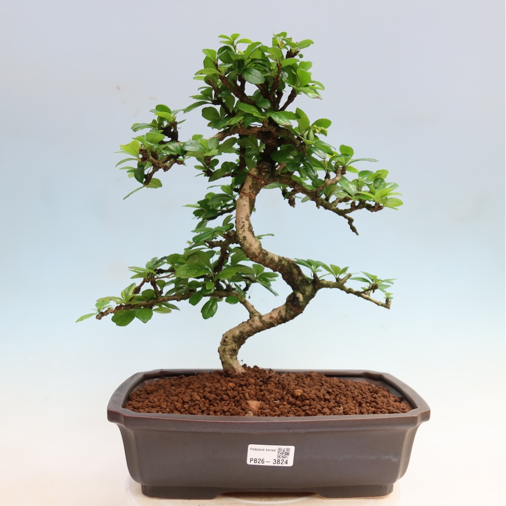 Izbové bonsaje - Carmona macrophylla - Tea fuki