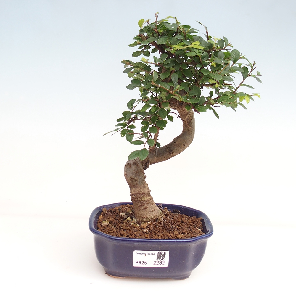 Izbová bonsai-malolistá brest 