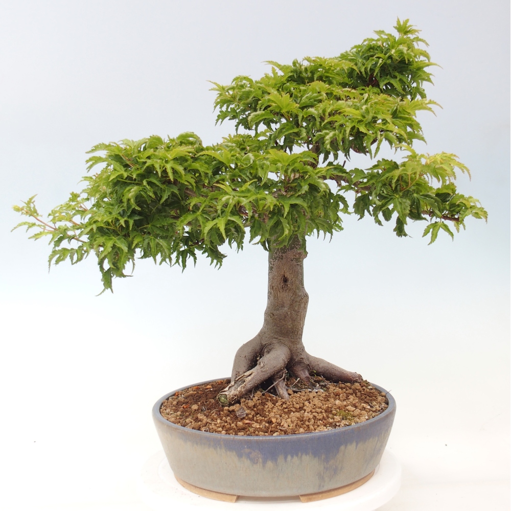 Vonkajšia bonsaj -Javorská palma Acer palmatum Shishigashira
