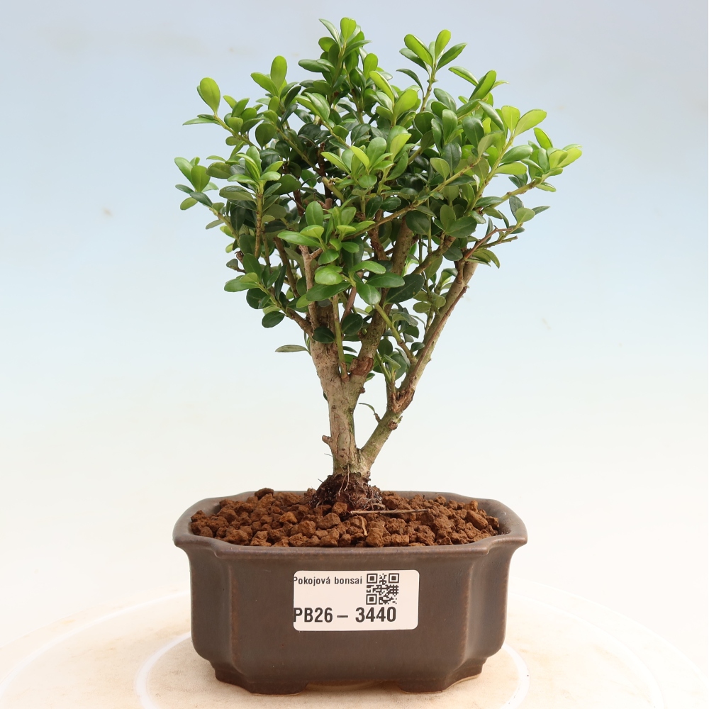 Izbový bonsaj - Ilex crenata - Cesmína