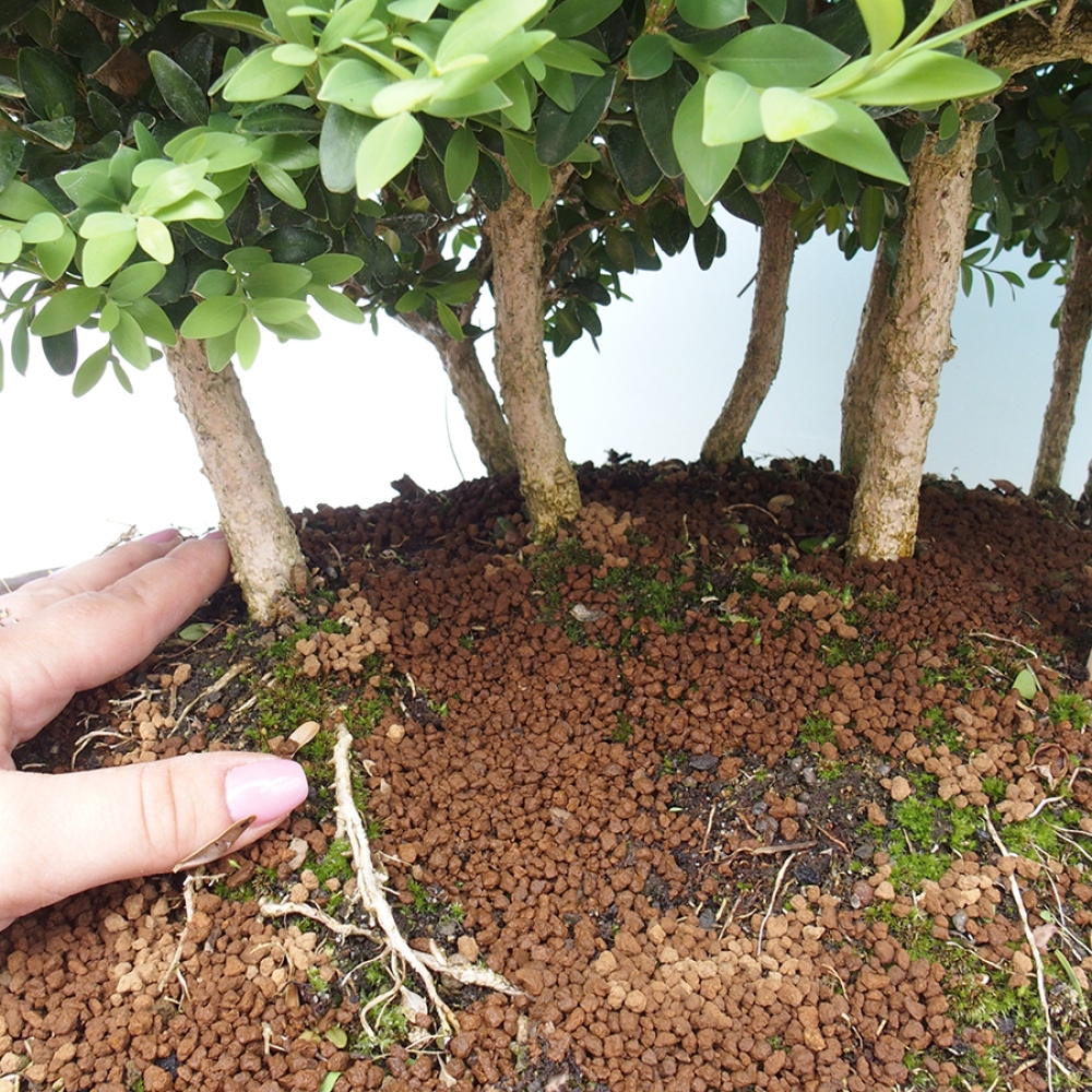 Vonkajšie bonsai - Buxus sempervirens - krušpán