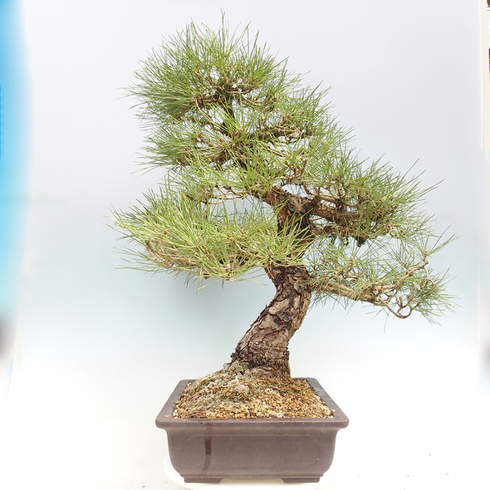Vonkajšie bonsaje - Pinus thunbergii - borovica Thunbergova