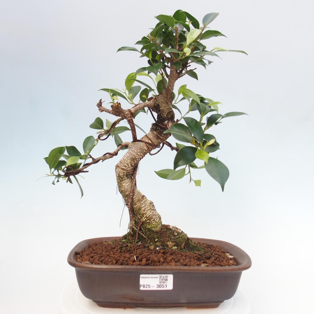 Izbová bonsai - Ficus kimmen - malolistá fikus