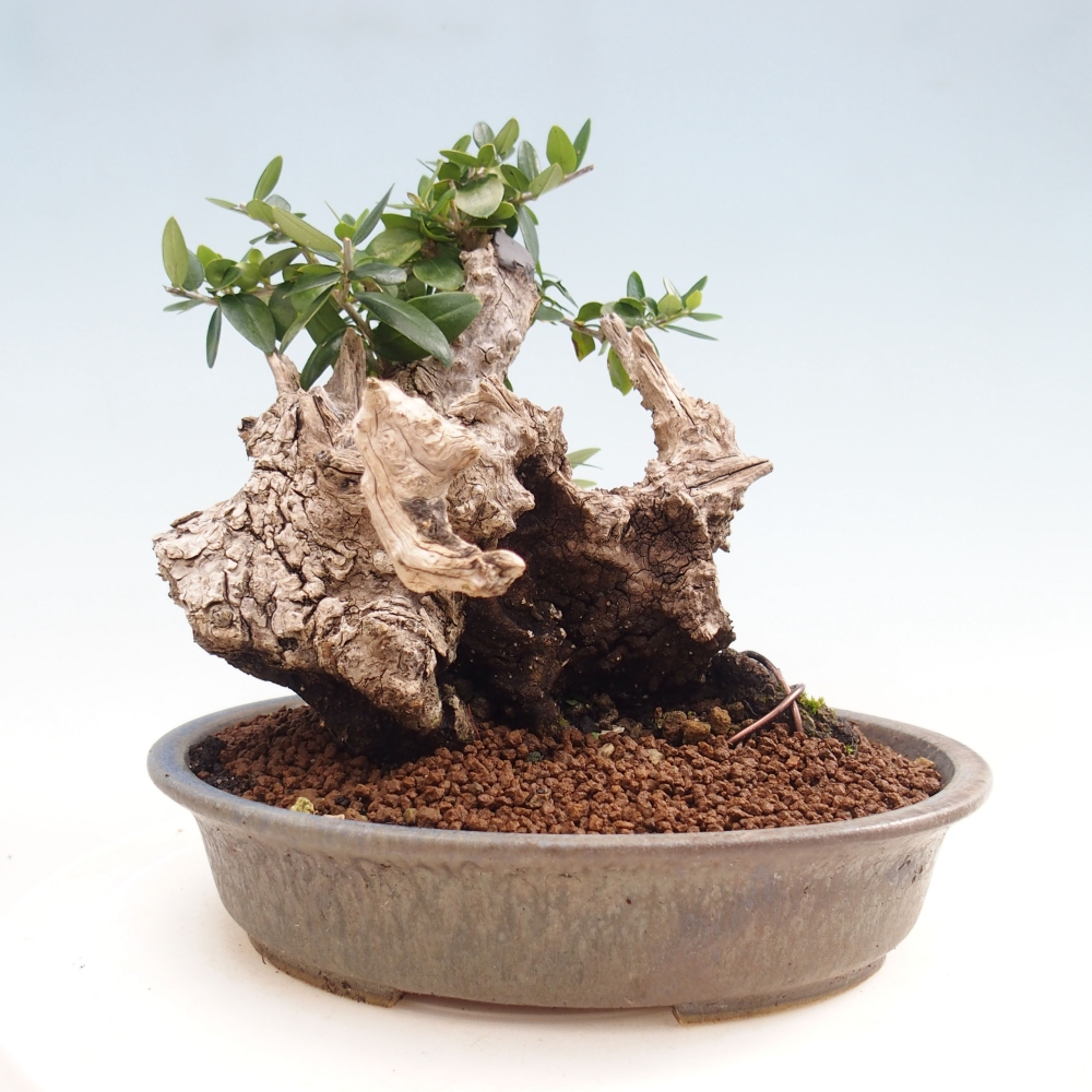 Izbová bonsai - Olea europaea sylvestris -Oliva evropská drobnolistá