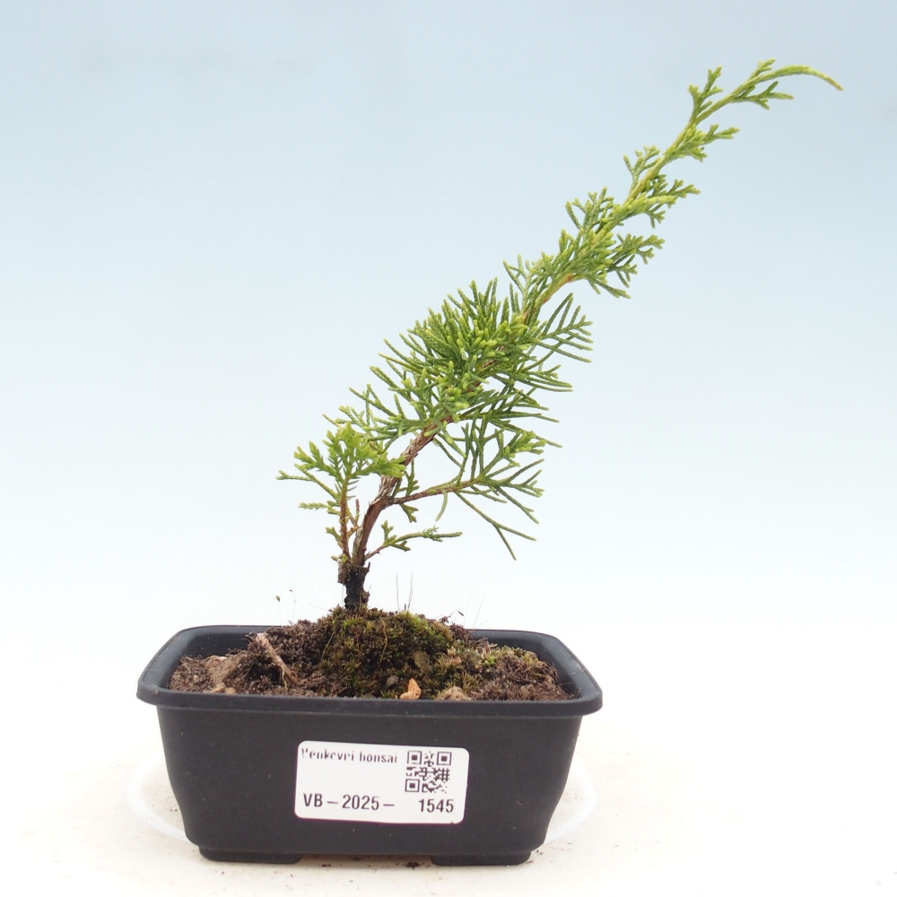 Vonkajší bonsai - Juniperus chinensis Itoigawa -Jalovec čínsky