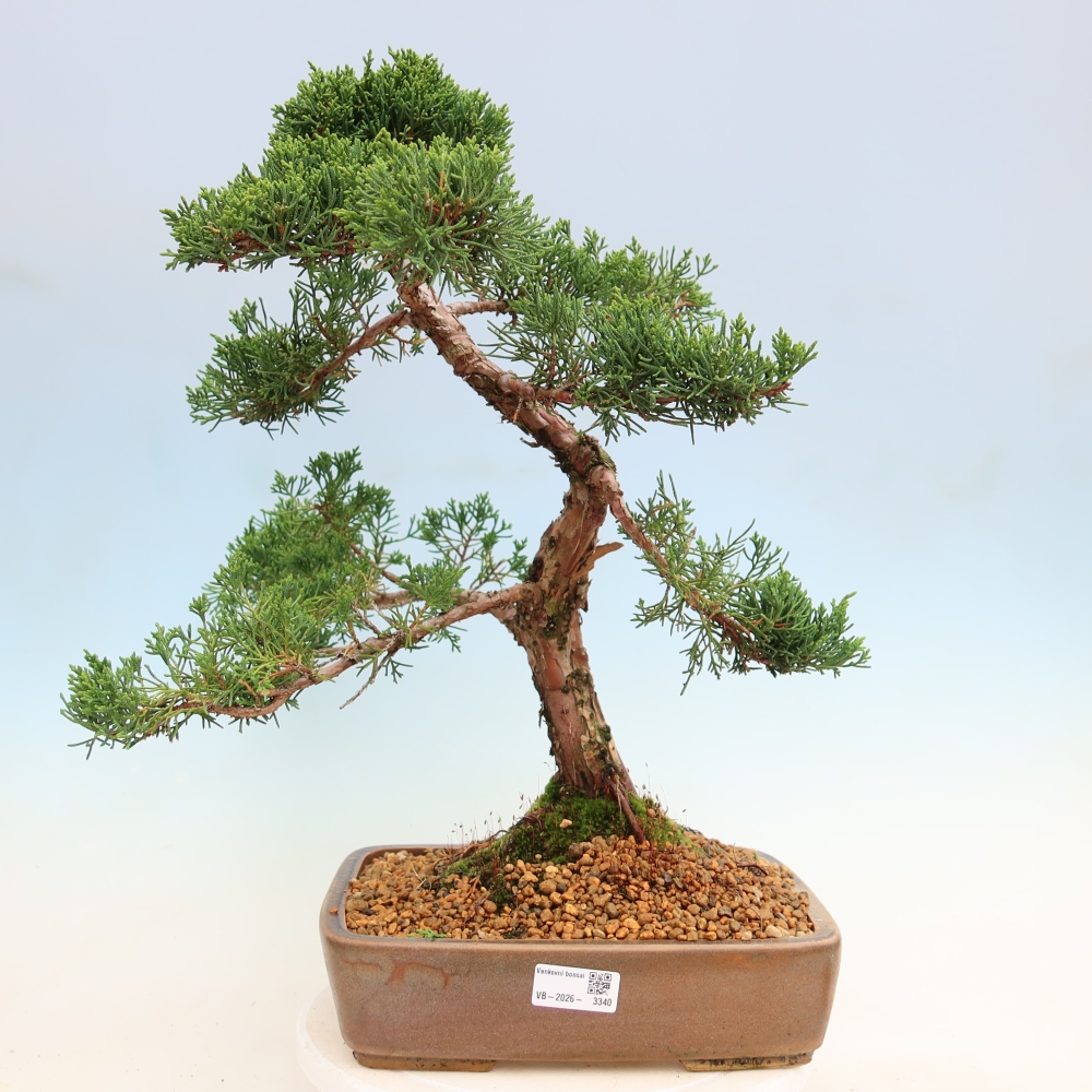 Vonkajší bonsaj - Juniperus chinensis Kishu