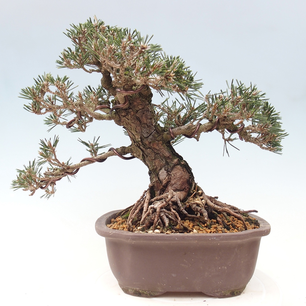 Vonkajšia bonsaj - Pinus thunbergii Kotobuki - borovica Thunbergova