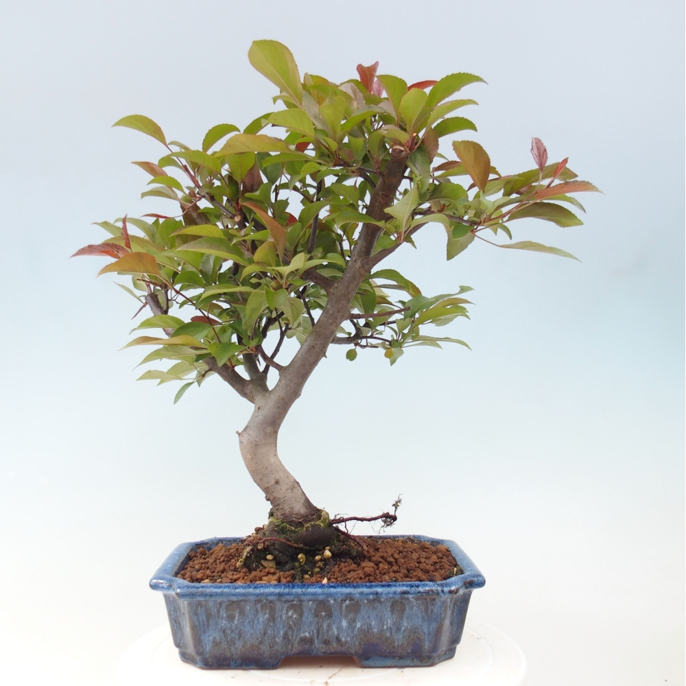 Vonkajší bonsai -Malus domestica - Maloplodá jabloň červenolistá