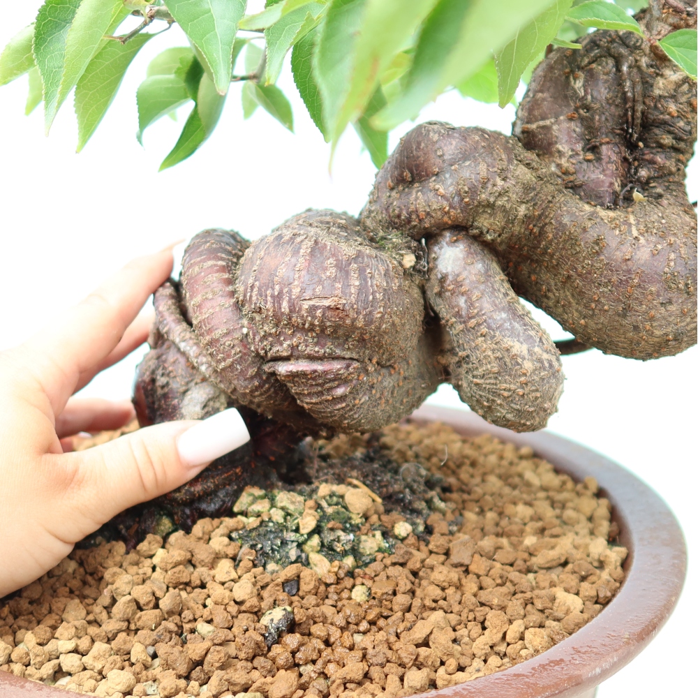 Vonkajšie bonsaje – Japonská marhuľa – Prunus Mume
