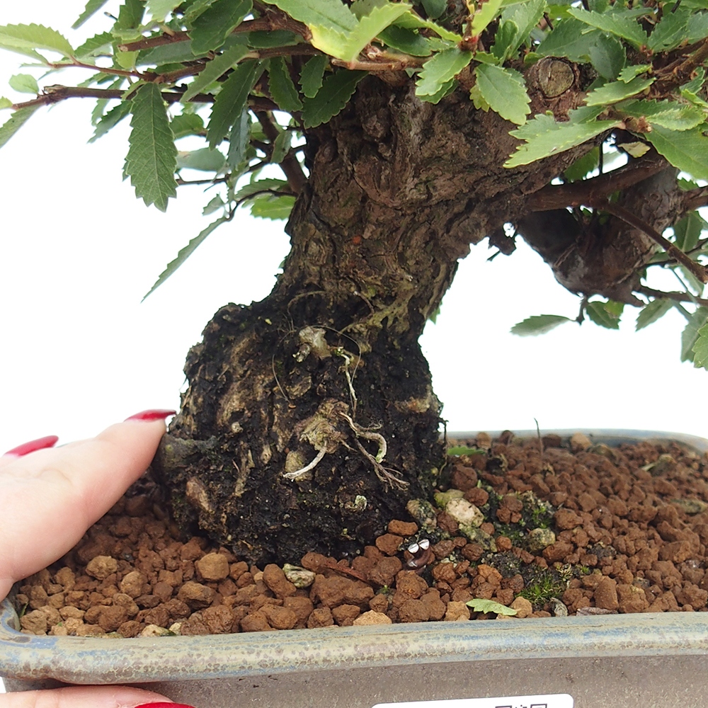 Vonkajšie bonsaje - Zelkova - Zelkova NIRE