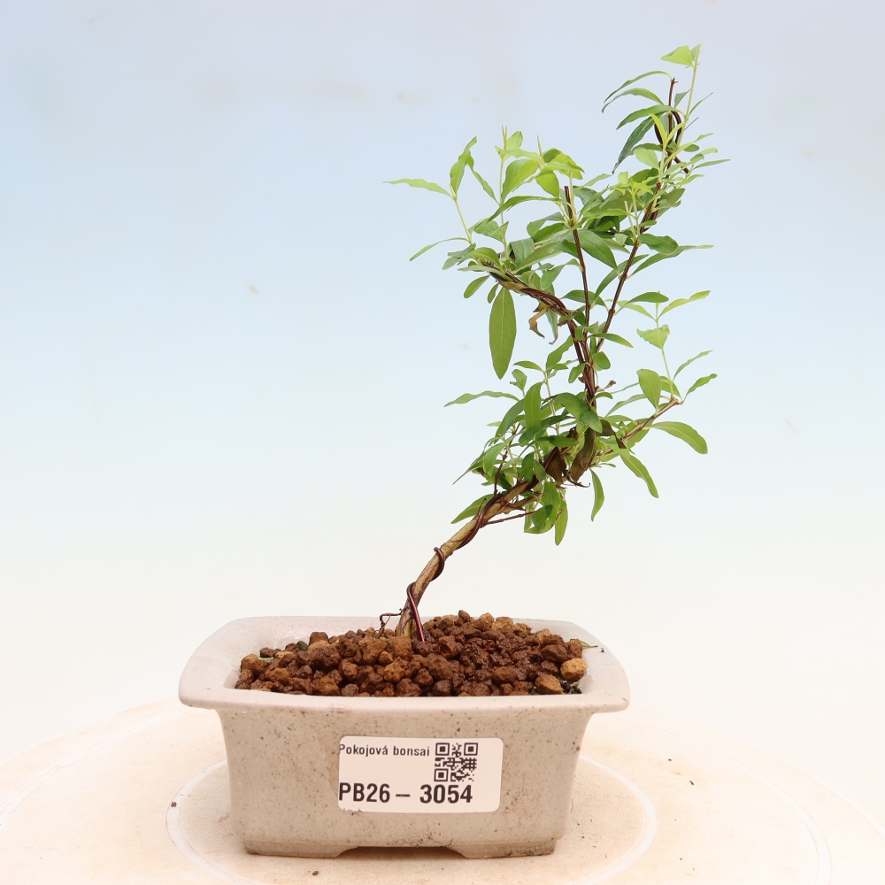 Izbový bonsaj-PUNICA granatum nana-Granátové jablko