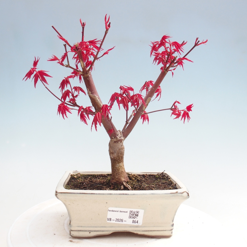 Vonkajší bonsaj - Acer palmatum DESHOJO