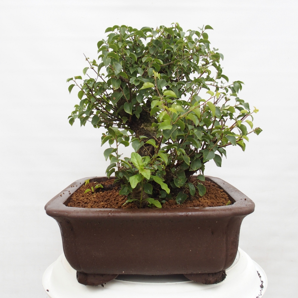 Vonkajšie bonsai - Mahalebka - Prunus mahalieb