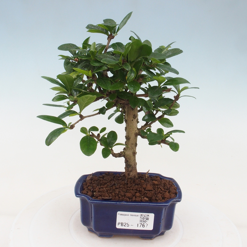 Izbová bonsai - Carmona macrophylla - Čaj fuki