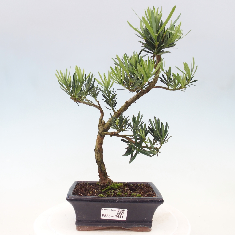 Izbové bonsaje - Podocarpus - Kamenný tis