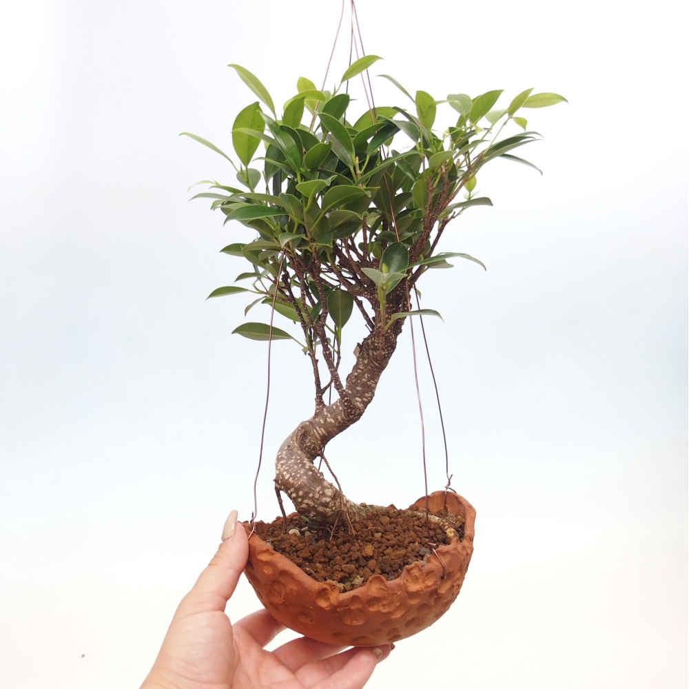 Kokedama v keramike - malolistý ficus - Ficus kimmen