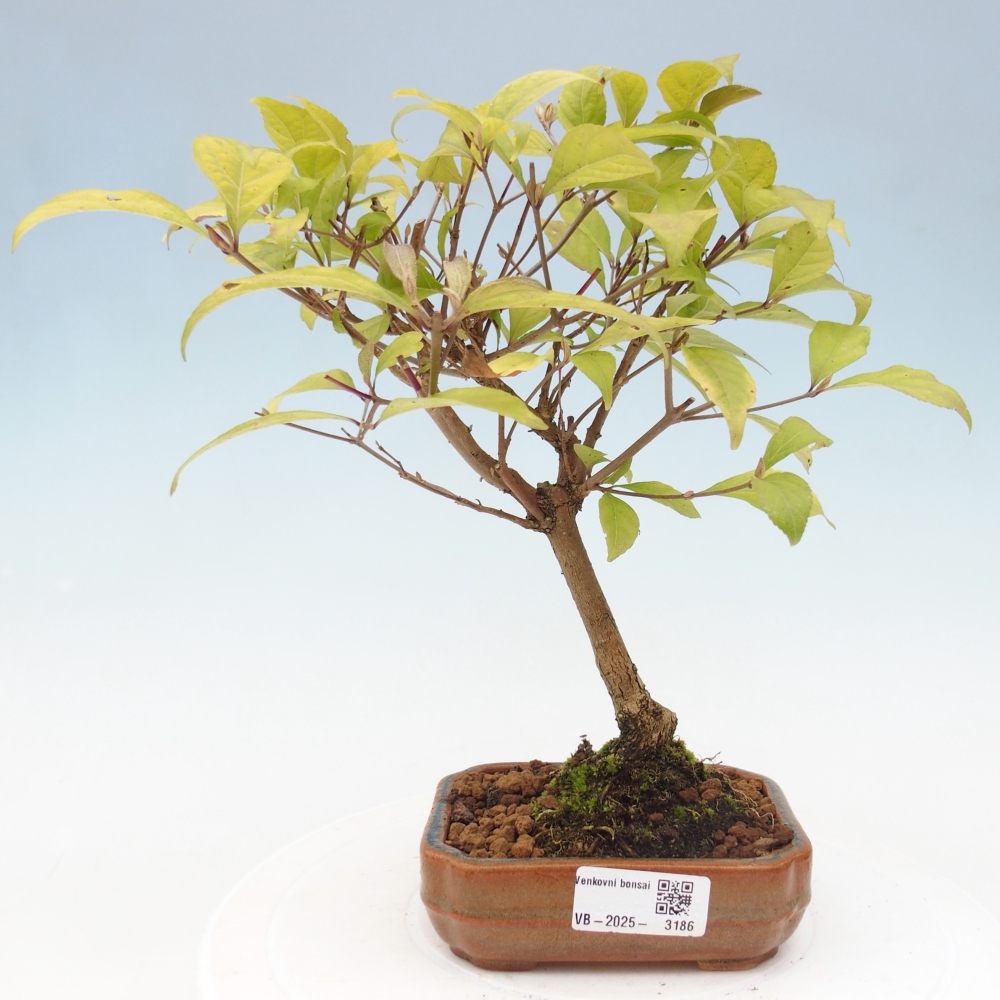 Vonkajšia bonsai - krásnoplodka - Callicarpa jap. Leucocarpa