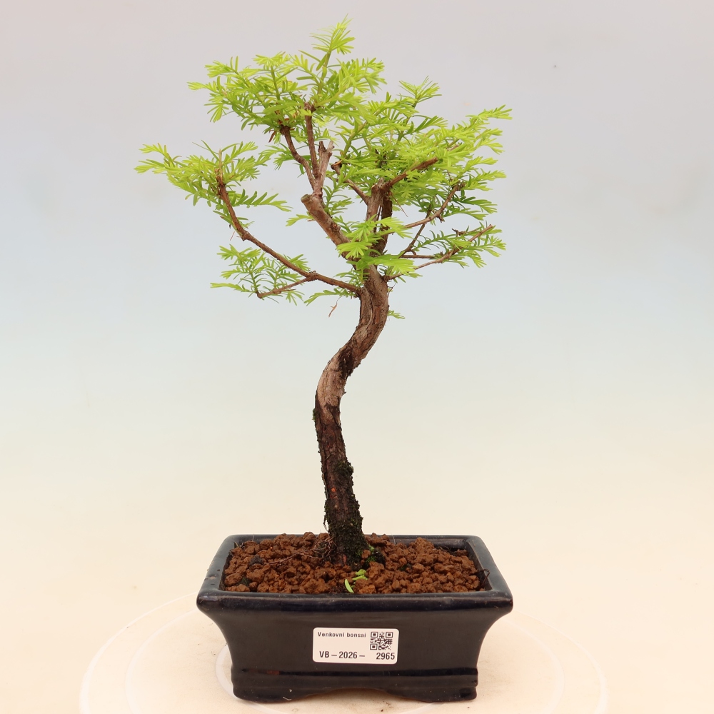 Vonkajšie bonsaje - Metasequoia glyptostroboides - čínska metasekvoja