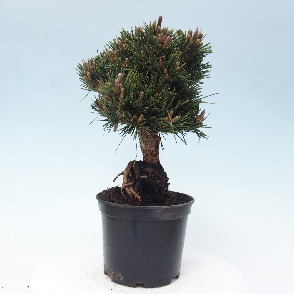 Vonkajší bonsai - Pinus thunbergii senjyumaru - Borovica thunbergova