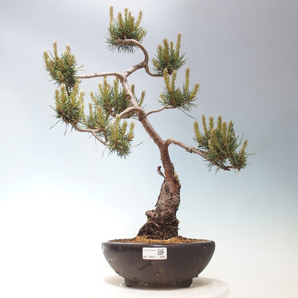 Vonkajšie bonsai - Pinus Sylvestris - Borovica lesná