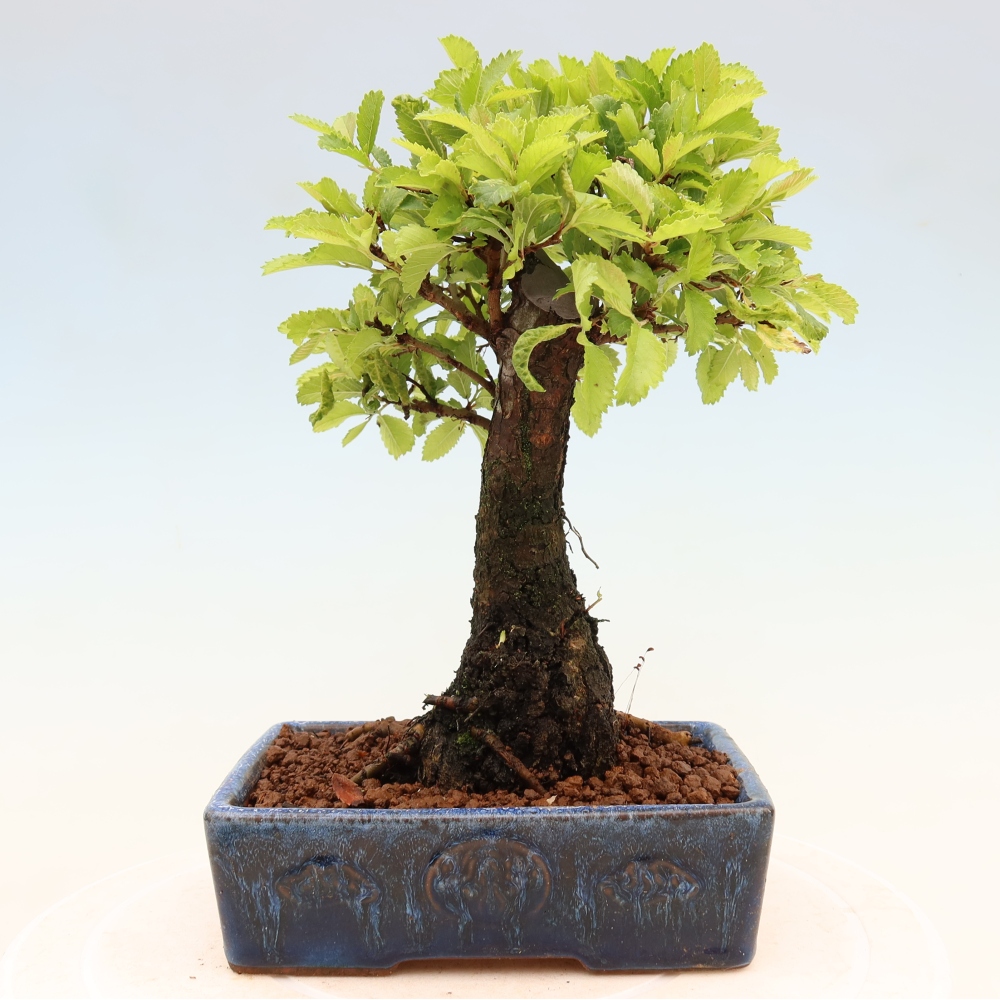 Vonkajšie bonsaje - Zelkova - Zelkova NIRE