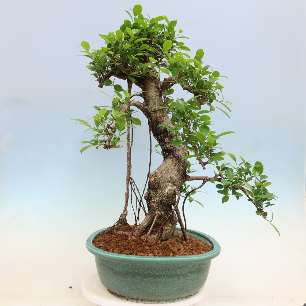 Izbové bonsaje - Ficus kimmen - drobnolistý fikus