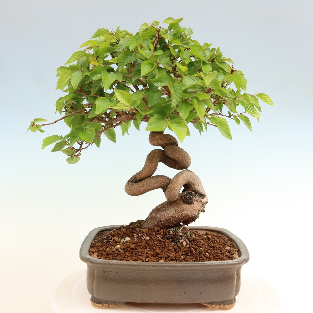 Vonkajší bonsaj -Carpinus coreana - Hrab kórejský