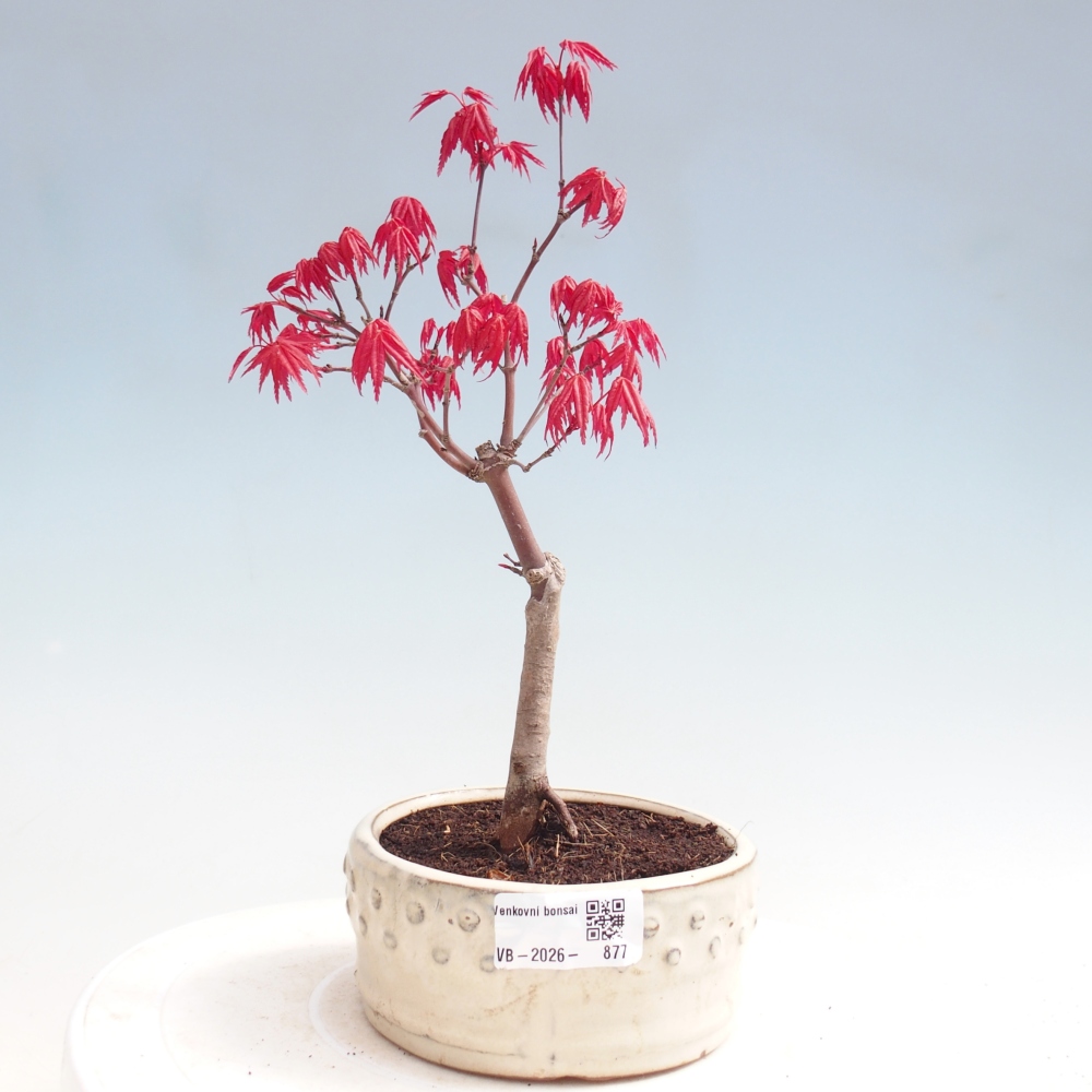 Vonkajší bonsaj - Acer palmatum DESHOJO