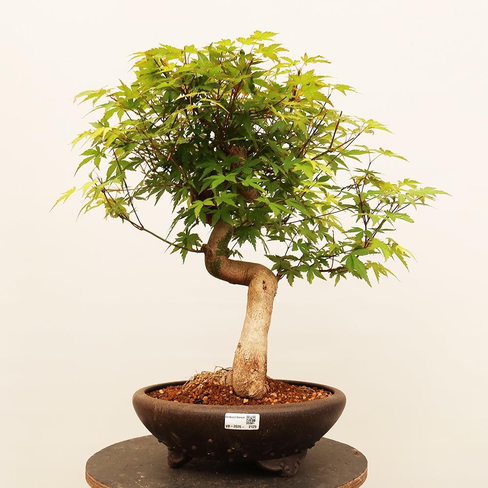 Vonkajšie bonsaje - Maple palmatum - Palmy