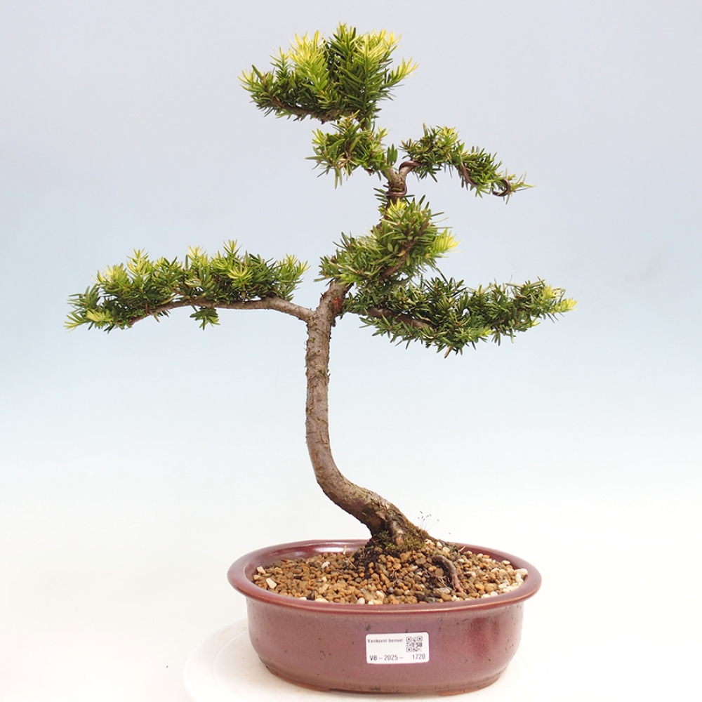 Vonkajší bonsai - Taxus cuspidata - Tis japonský
