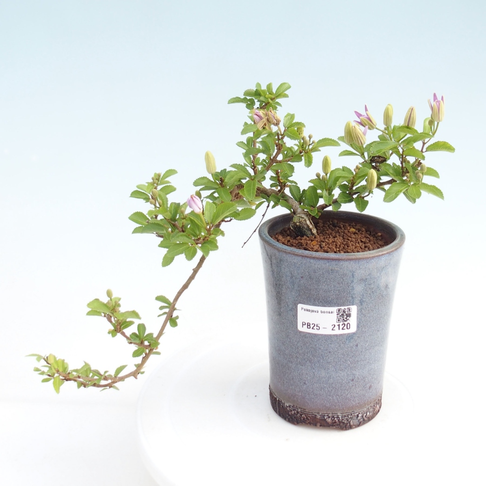 Izbová bonsai - Grewia occidentalis - Hviezdica levanduľová