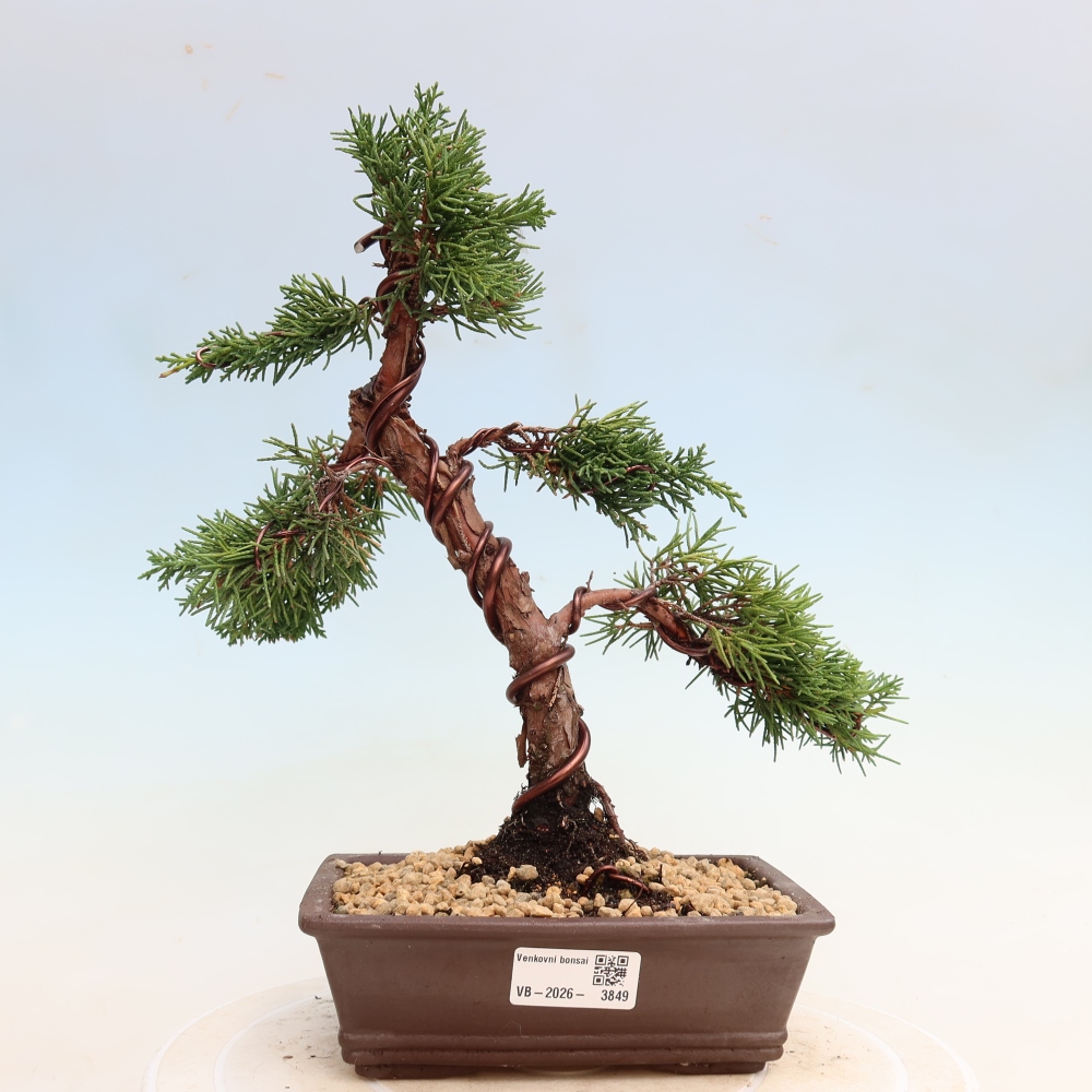 Vonkajší bonsaj - Juniperus chinensis Kishu