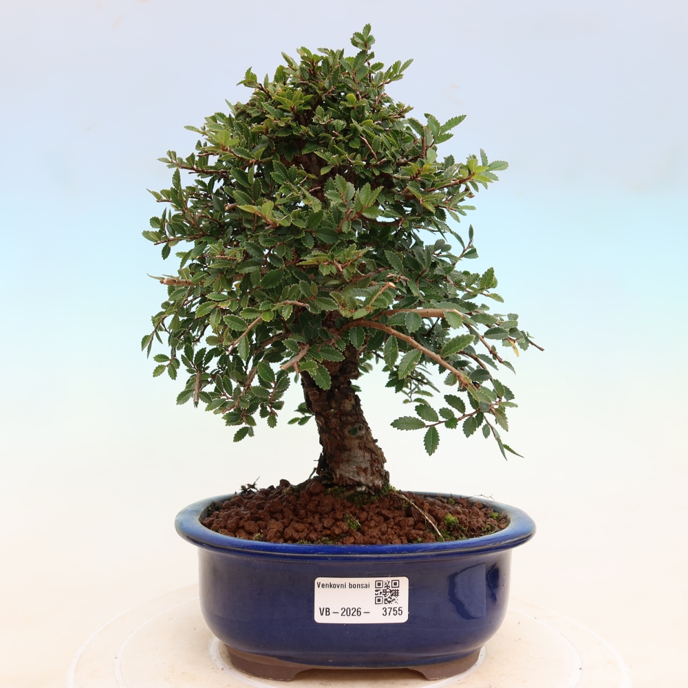 Vonkajšie bonsaje - Zelkova - Zelkova NIRE