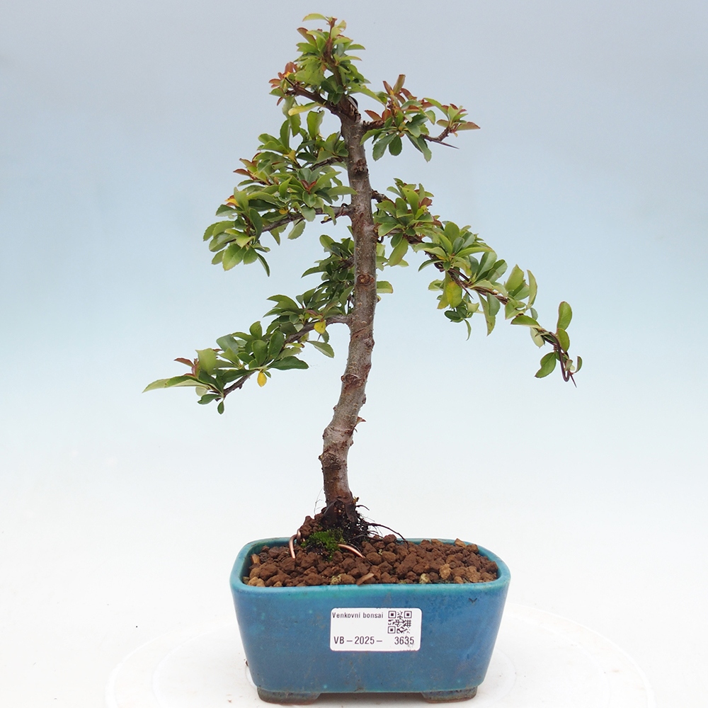 Vonkajšia bonsai-Pyracanta Teton -Hlohyně