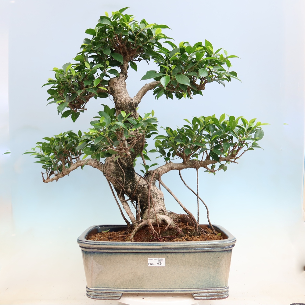 Izbové bonsaje - Ficus kimmen - drobnolistý fikus