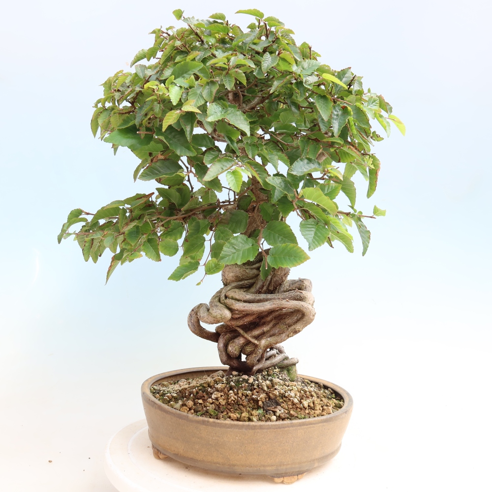 Vonkajšie bonsaje -Carpinus CARPINOIDES - Hrab kórejský